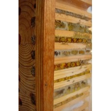 Wildbienen-Beobachtungskasten