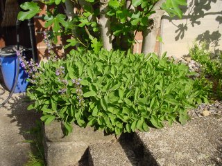 Salvia officinalis Echter Salbei Pflanze